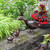 Pair of Ducklings