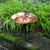 Hummingbird Birdbath- Tripod Stand