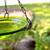 12" Fern Green Hanging Birdbath