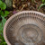 Aster Birdbath