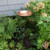 Hammered Copper Bowl w/ Rim- Stake