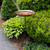 Red African Daisy Birdbath- Stake