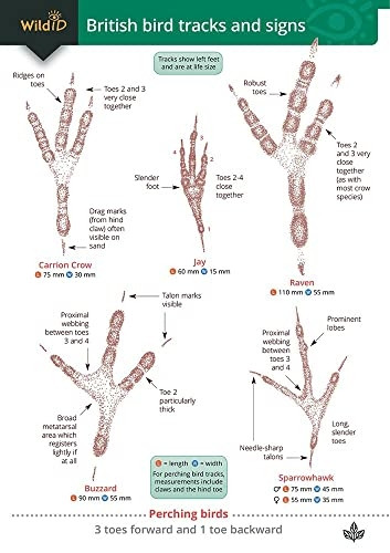 Guide to British bird tracks and signs: 2019