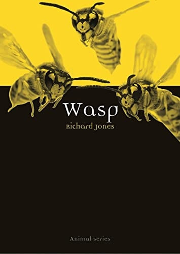 Wasp - Animal