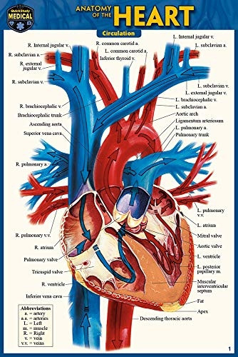 Anatomy of the Heart (Pocket-Sized Edition - 4X6 Inches)
