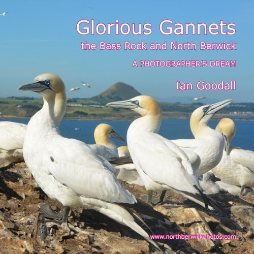 Glorious Gannets, the Bass Rock and North Berwick: A Photographer's Dream