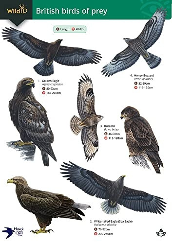 Guide to British Birds of Prey (Chart)