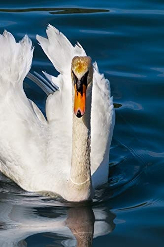 Swan: The Swan Is a Large Aquatic Bird Closely Related to Geese and Ducks. the Swan Is Known for Its Fierce Temperament and Incredibly Strong Wings Which Are Able to Cause Serious Injuries to Any Animal the Swan Feels Threatened By.