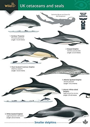 Guide to the UK Cetaceans and Seals (Chart)