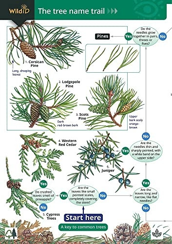 Tree Name Trail: A Key to Common Trees (Field Studies Council Occasional Publications) [Folded Map]