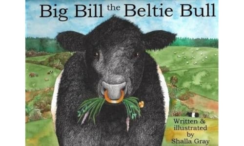 Big Bill the Beltie Bull