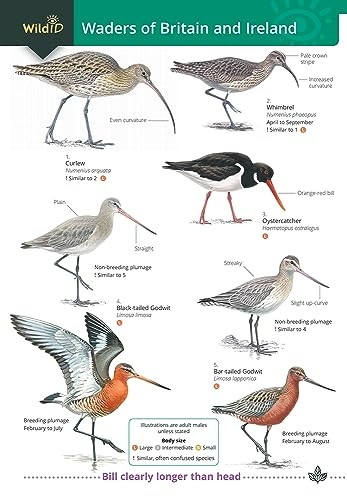 Wader of Britain and Ireland (WidlID)