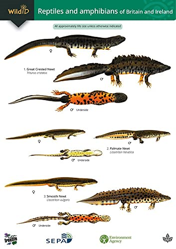 Guide to the Reptiles and Amphibians of Britain and Ireland (Occasional Publications)