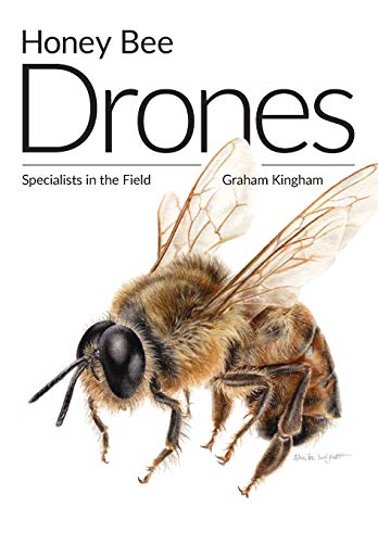 Honey Bee Drones:  - Specialists in the Field