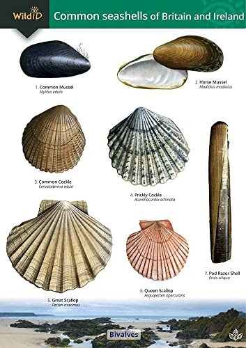 Guide to the Common Seashells of Britain and Ireland (Chart)