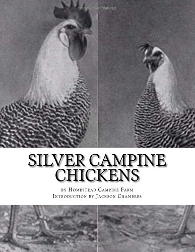 Silver Campine Chickens: The Vigorous Strain of Silver Campine Fowl
