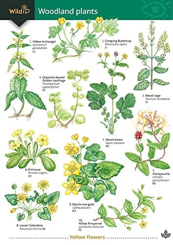 Guide to Woodland Plants (Field Studies Council Occasional Publications)