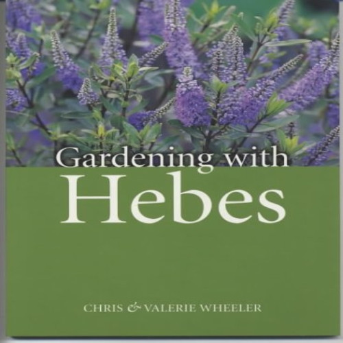 Gardening with Hebes
