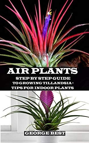 Air Plant: Step by Step Guide to Growing Tillandsia + Tips for Indoor Plants