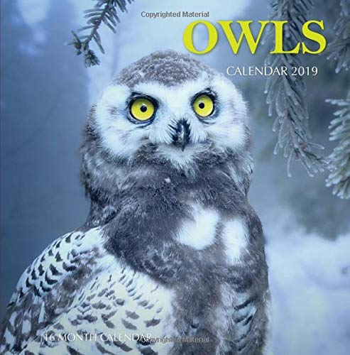 Owls Calendar 2019: 16 Month Calendar
