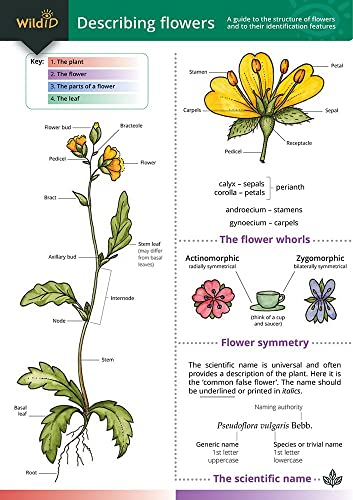 Describing Flowers
