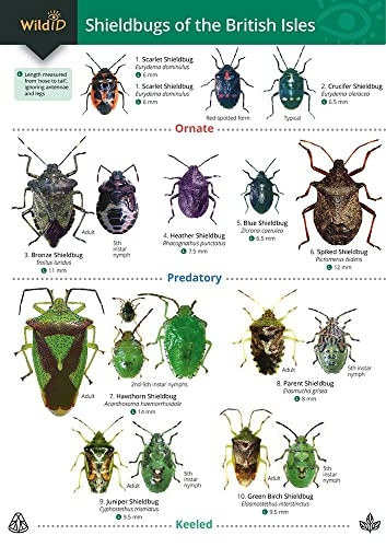 Guide to Shieldbugs of the British Isles
