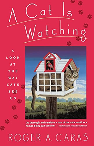 A Cat is Watching: A Look at the Way Cats See Us