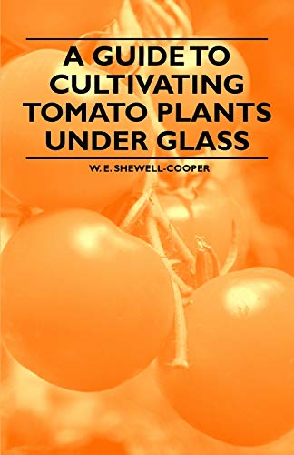 A Guide to Cultivating Tomato Plants Under Glass
