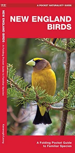 New England Birds (Pocket Naturalist)