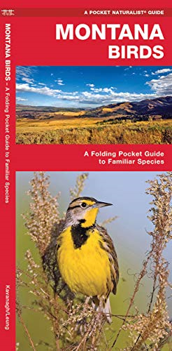 Montana Birds