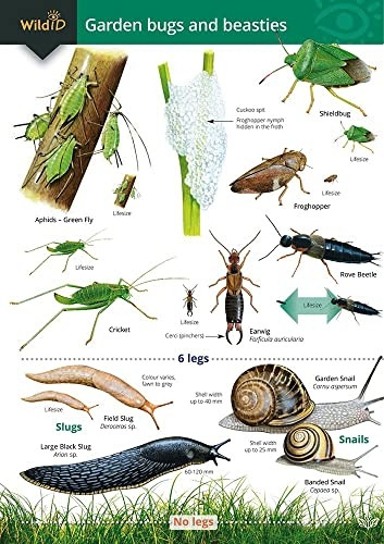 Garden Bugs and Beasties (Chart)