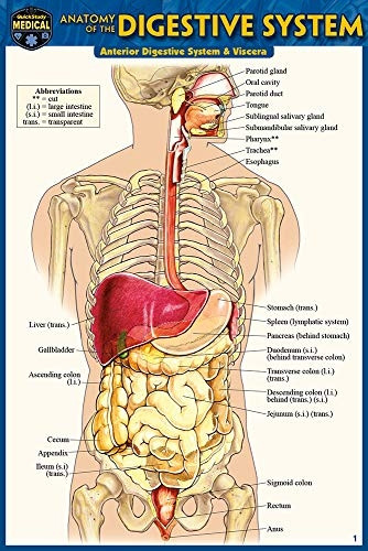 Anatomy of the Digestive System (Pocket-Sized Edition - 4X6 Inches)