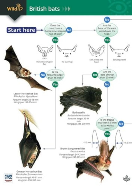 A Guide to British Bats