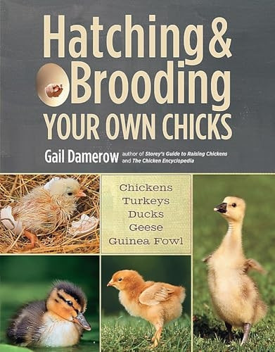 Hatching & Brooding Your Own Chicks