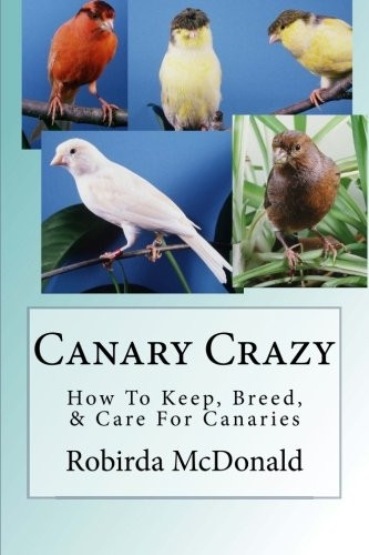 Canary Crazy