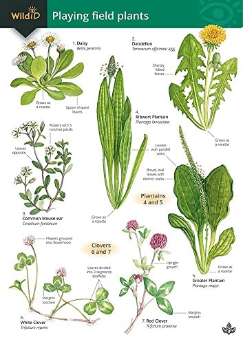 Playing Field Plants (FSC Mini Projects)