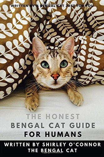 The Honest Bengal Cat Guide for Humans