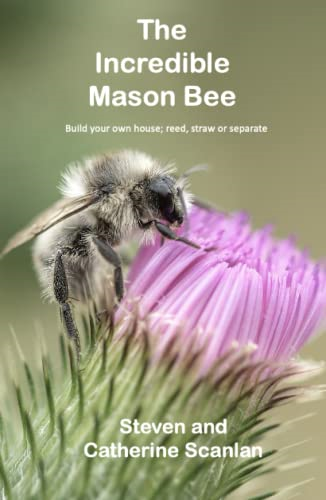 Incredible Mason Bee (Mason Bee)