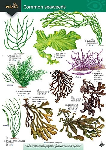 A Key to Common Seaweeds (Occasional Publications S.)