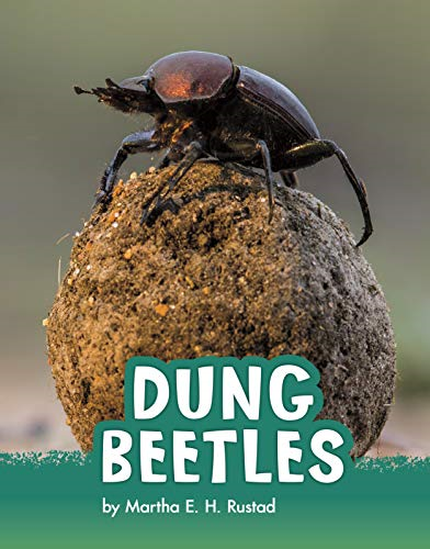 Dung Beetles - Animals