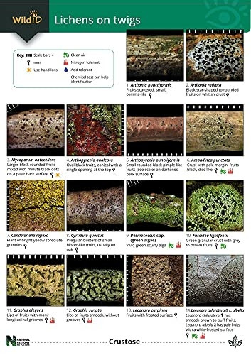 A Key to Lichens on Twigs