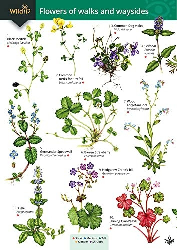 Guide to flowers of walks and waysides: 2017 (FSC Fold-out charts)