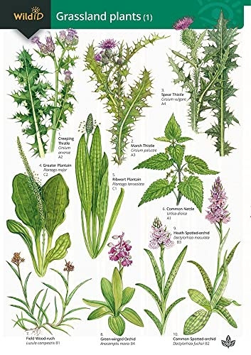 A Key to Grassland Plants 1