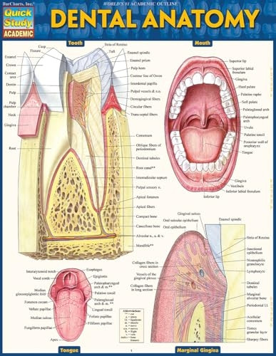Dental Anatomy (Quick Study Academic)