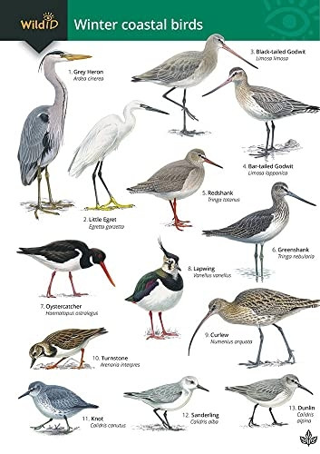 Guide to winter coastal birds: 2018 (FSC Fold-out chart)