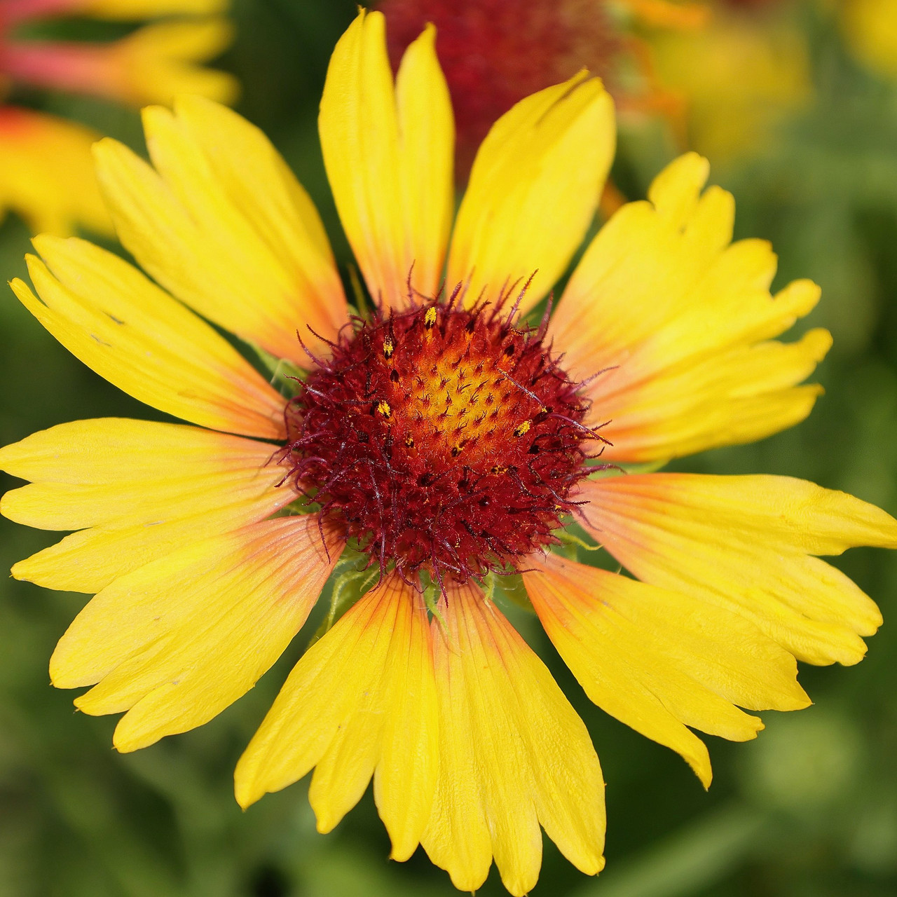 Blanket Flower Stencil