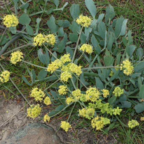 Barestem Biscuitroot (Lomatium nudicaule)