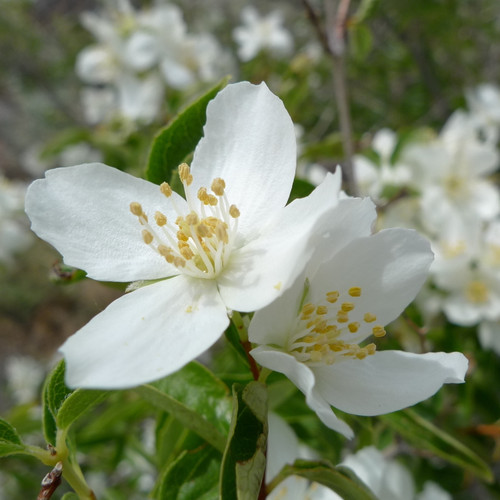 Western Mock Orange (Philadelphus lewisii)