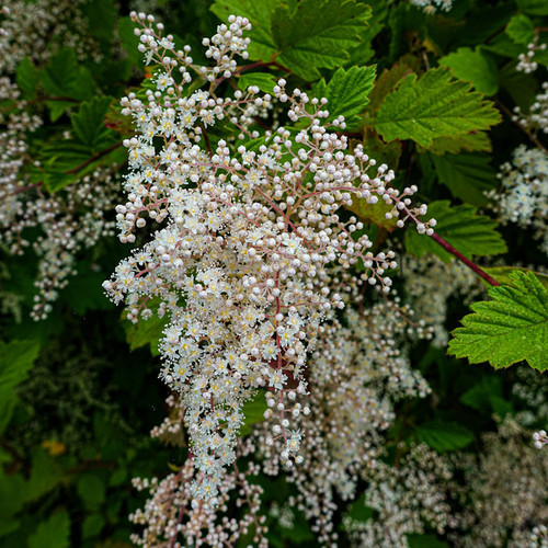 Oceanspray (Holodiscus discolor)