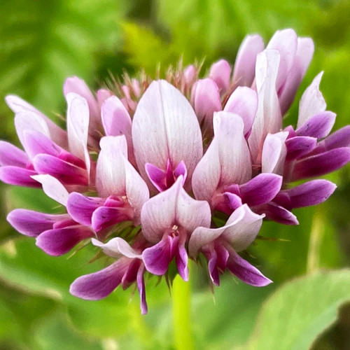 Springbank Clover (Trifolium wormskioldii)